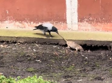 Кто кого? В Пурвциемсе удалось заснять поединок вороны с крысой (ВИДЕО)