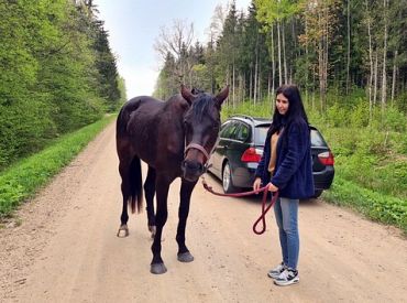Пошла по медведя? Пропавшая кобыла Зизи найдена в лесу одичавшей. Её искали две недели