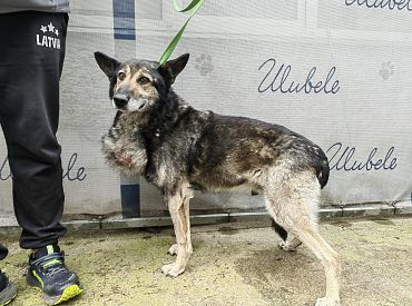 Где он был? В приют для животных доставили собаку, пропавшую пять лет назад