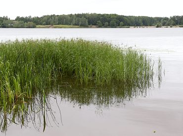 Latvijas austrumos pēc lielām lietavām strauji kāpj ūdens līmenis upēs