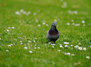 Sestdien saule mīsies ar mākoņiem un vietām īslaicīgi līs