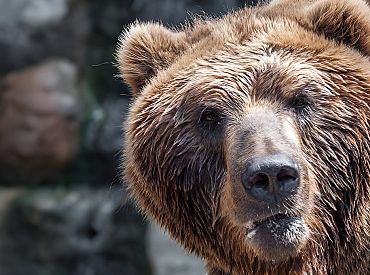 «Собаку утащили с частью будки»: в Силмалской волости запасаются свистками — пугать зверей