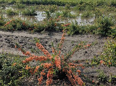 Латвийские поля под водой. Объявят ли в Латвии ЧС как в Литве?