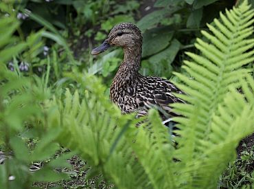 Jāņos visā Latvijā palaikam līs, pūtīs brāzmains vējš