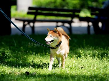 “Пёс спасёт тебе сердце, но развалит кошелёк” — новый опрос шокировал старшее поколение
