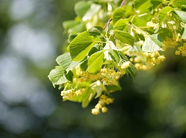 Svētdien gaisa temperatūra vietām varētu sasniegt +25 grādus