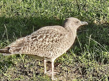 «Уже два «блинчика» рядом с домом!» В соцсети заступаются за чаек, живущих в городе