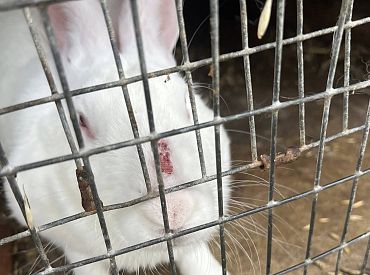 «Этому надо положить конец!» Посетительница мини-зоопарка возмущена условиями содержания животных