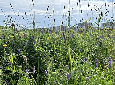 Уже пять лет Рига зарастает травой: кому от этого польза?