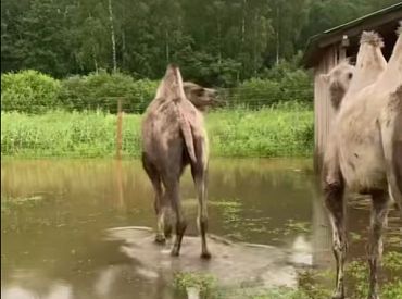Речка превратилась в бурный поток: затоплен мини-зоопарк в Латгалии (ВИДЕО)