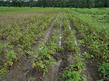 Урожай уплыл: магазины смешивают заграничные овощи с латвийскими