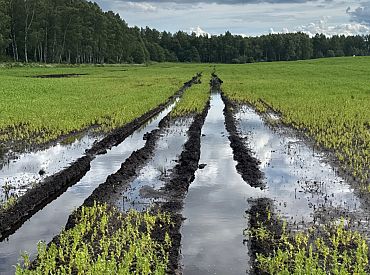 Чрезвычайная ситуация в сельском хозяйстве: чем это поможет самим крестьянам?