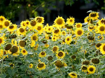 Прохладное утро: погода на вторник намекает на осень