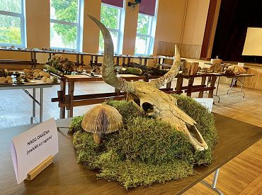 Вся планета — большой гриб? Миколог отвечает на неожиданные вопросы