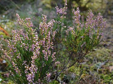 В Латвии сохранится солнечная погода без существенных осадков