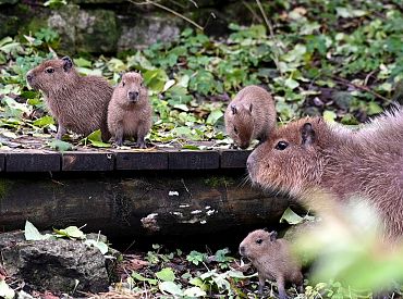 В стране стало на четыре капибары больше: новости из Рижского зоопарка
