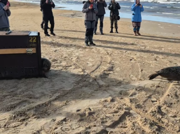 Раненым тюленятам латвийцы помогли вернуться в море (ВИДЕО)