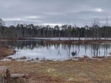 А ну его в болото? В Латвии готовят болота на восточной границе как  военный щит
