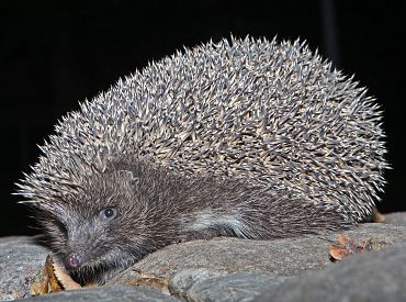 «Здесь зимует ёж, просьба не беспокоить»: как в Риге помогли зверьку (ФОТО)