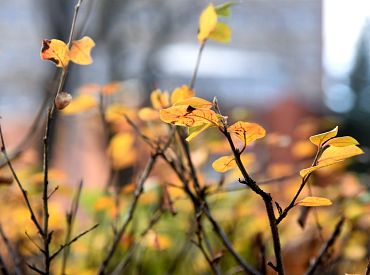В Латвии на выходных сохранится прохладная и тихая осень