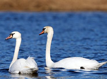 Птичий грипп распространяется по Латвии — заражены новые регионы