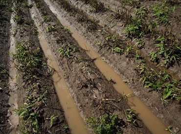 «Поле превратилось в болото». Убытки фермеров превысили 110 миллионов евро