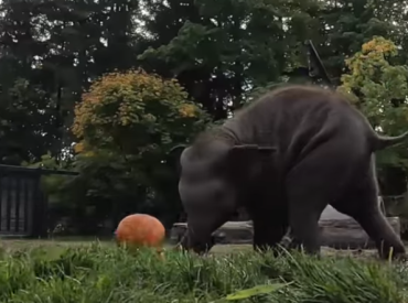 Компиляция милоты: как животные играют с огромными тыквами после Хэллоуина