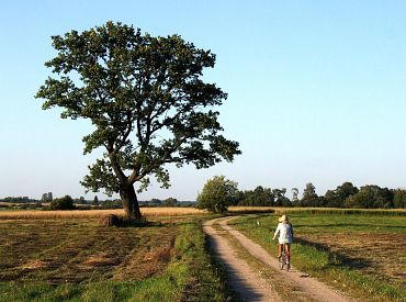 Голоса за водку и закуску — VDD передала дело в прокуратуру