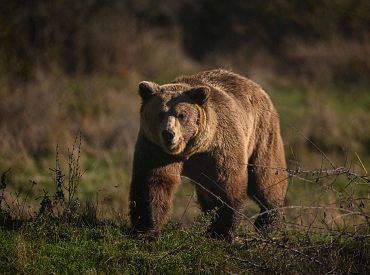 Lācis izpostījis bišu stropu rakstnieces Rukšānes lauku mājās Cēsu pusē