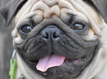 Мопсы и бульдоги могут пропасть с улиц уже через 10 лет?