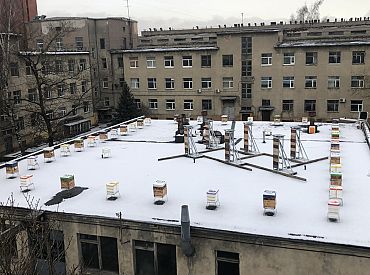 Пчёлы зимуют в центре Риги: учёные превратили крышу института в умную пасеку