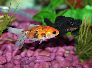 По тому как ты живёшь в 40 — можно сказать, сколько проживёшь