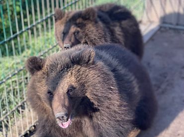 Аукцион или смерть! Судьба двух государственных медведей уйдет с молотка