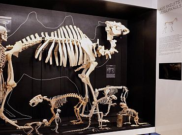 «Скелетарий»: в Риге покажут почти 300 скелетов животных