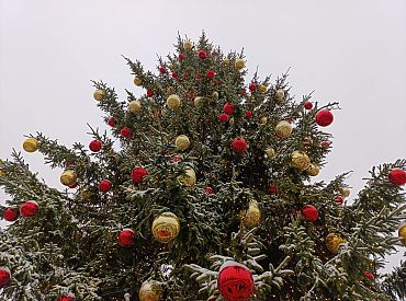 Всё сам: президент Польши показал, как лично срубил и принес ёлку. ВИДЕО