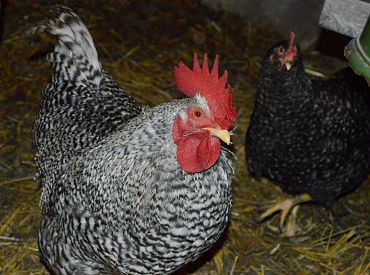 Дальше некуда? Сиротский суд занялся проверкой эмоционального состояния… кур?!