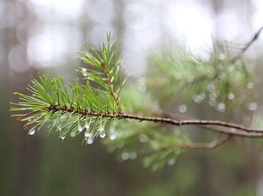 Откуда у скупщиков леса телефоны владельцев: кто-то слил их данные?