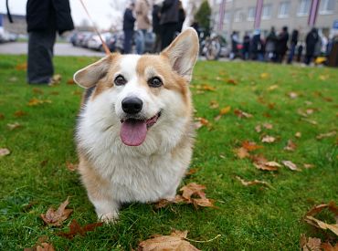 Trešdiena Latvijā kļuvusi par siltāko 10. decembri novērojumu vēsturē