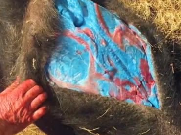 У кабанов нашли синее сало — и это совсем не смешно!