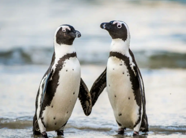 У берегов Южной Африки вымирают пингвины — люди забрали у них еду!
