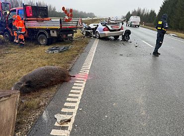 Жуткое ДТП на дороге Лиепая-Паланга: шесть машин угодили в стадо диких свиней