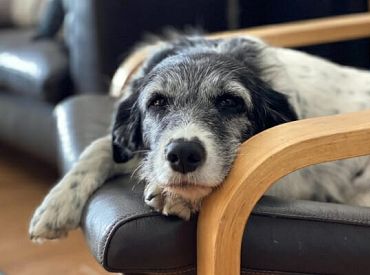 Он всё ещё машет хвостом. Признаки деменции у собак, которые часто пропускают