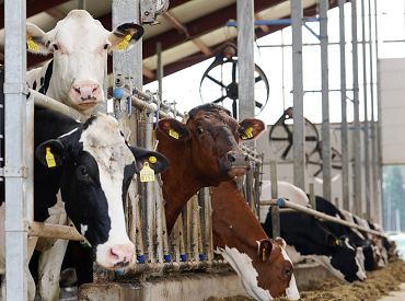 Навоз потёк рекой! Мороз пробил резервуар на ферме