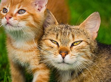 Мурлыканье важнее мяуканья: учёные выяснили, как кошки «выдают» свою личность