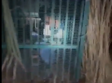 Мужчина пытался украсть козу из ловушки для леопарда и попался сам