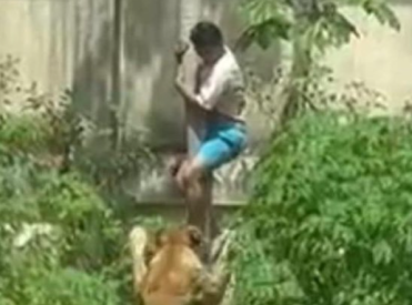 19-летний парень пролез к львам в зоопарке — и погиб.  Кого потребовали защитить эксперты?