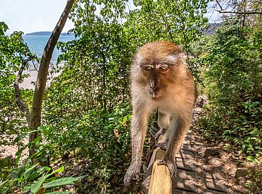 Макака вломилась к пенсионеру в дом — мужчина погиб