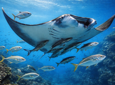 Гигантские скаты манты оказались «живыми автобусами» для рыб