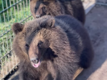 Мы спасли медвежат, вырастили их, а теперь их продают: зоопарк просит помощи