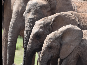 Слоны прощаются с умершими?  Да — и это невероятно трогательно